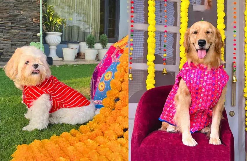 Live pet shop & dog trainer shop