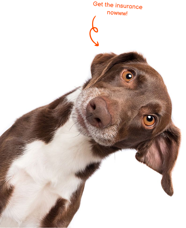 Insure your pet