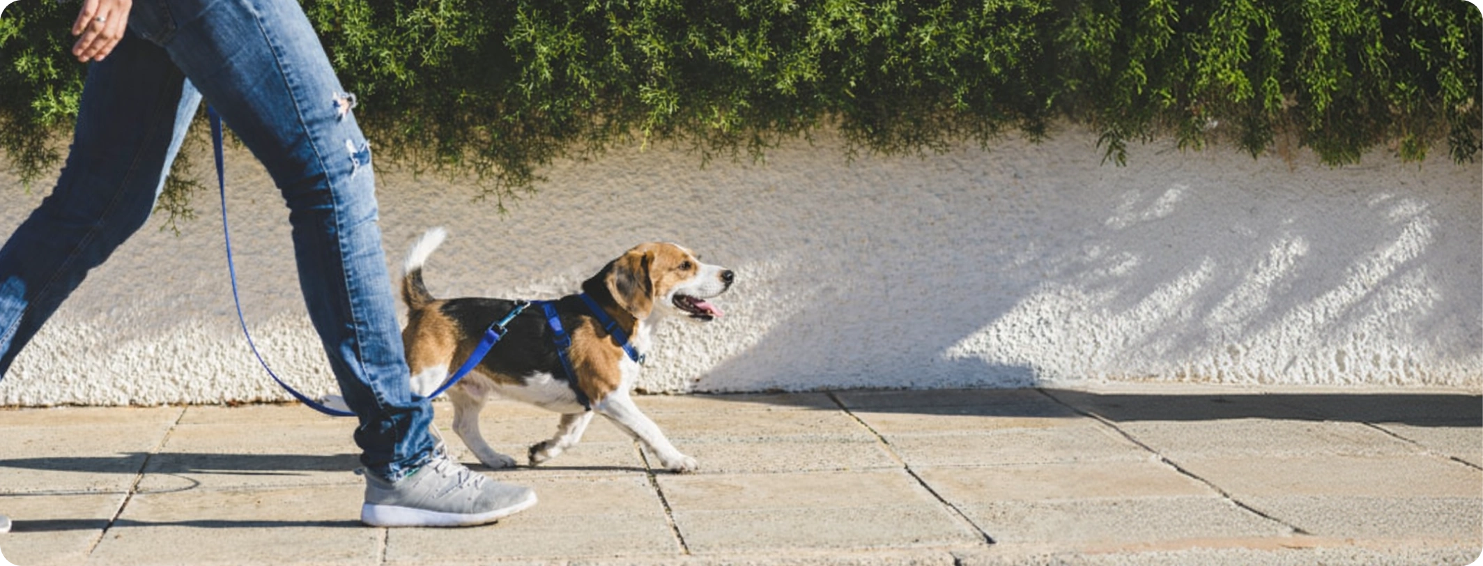 Family members feature preview