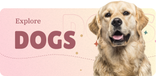 discover pet