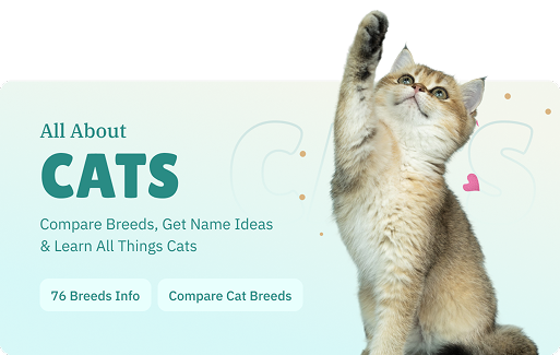 discover pet