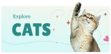discover pet