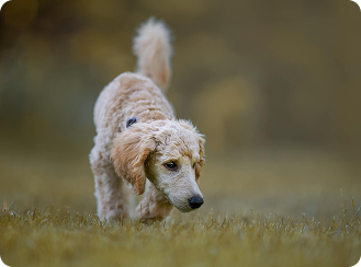 breed selector tool